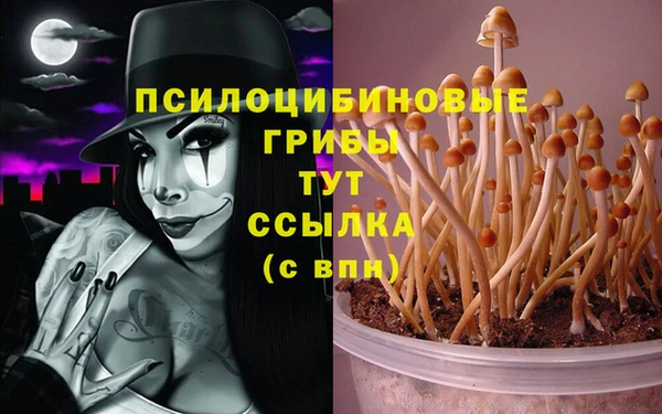шишки Дмитров